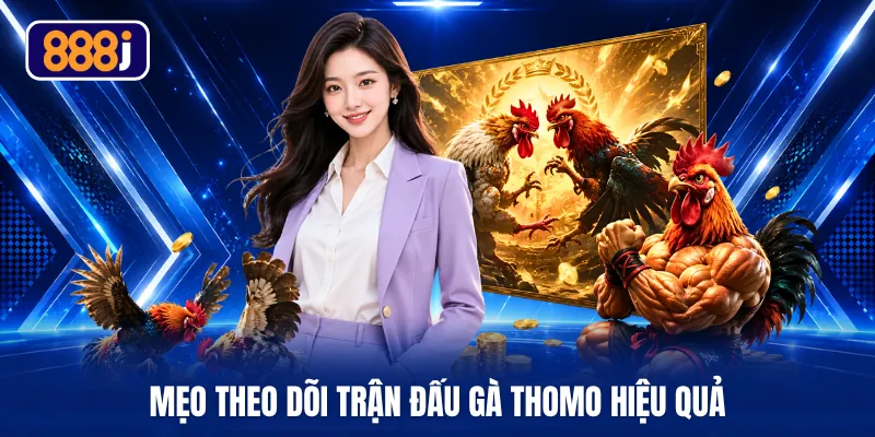 Mẹo theo dõi trận đấu gà thomo hiệu quả